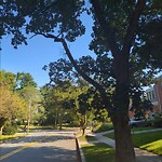 Public Trees at N42.33 E71.15