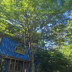 Public Trees at 137 Middlesex Rd
