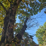 Public Trees at 1 Willard Rd