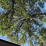 Public Trees at 53 Worthington Rd