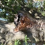 Public Trees at 53 Worthington Rd
