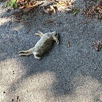 Dead Animals at 93 Thorndike St