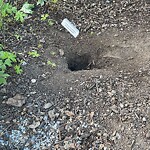 Rodent Issues at 42.34 N 71.12 W