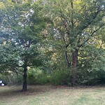Public Trees at 27–55 Newton St