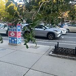 Public Trees at 1038 Beacon St