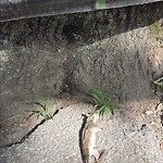 Dead Animals at 303 Russett Rd