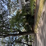 Public Trees at 118 Princeton Rd, Chestnut Hill