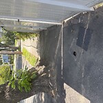 Sidewalk Repair at 160–198 Payson Rd, Chestnut Hill 02467