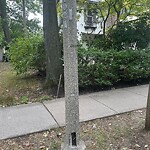 Streetlight at 15 Amory St