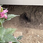 Rodent Issues at The Public Library Of Brookline   Coolidge Corner Branch, 31 Pleasant St, Brookline 02446