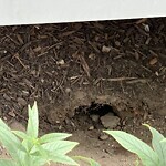 Rodent Issues at 31 Pleasant St, Brookline 02446