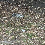 Dead Animals at 45–99 Griggs Terr