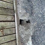 Rodent Issues at 17 Kent St