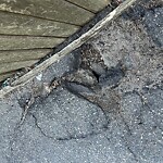 Rodent Issues at 11 Andem Pl