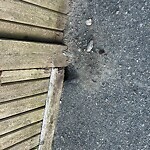 Rodent Issues at 17 Kent St