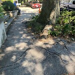 Public Trees at 1–99 Jamaica Rd