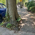 Public Trees at 1–99 Jamaica Rd
