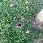 Rodent Issues at 227 Babcock St