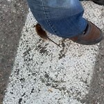 Rodent Issues at 23 Manchester Rd