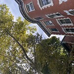 Public Trees at 24 Claflin Rd