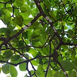 Public Trees at 86 Monmouth St
