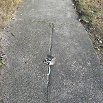 Dead Animals at 2–48 Taylor Crossway