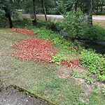 Public Trees at 26 Parkway Rd