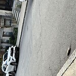 Dead Animals at Stearns Rd