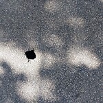 Pothole at 207 Fisher Ave