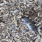 Dead Animals at Pierce Playground, Brookline 02446