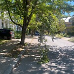 Public Trees at 22 Osborne Rd