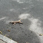 Dead Animals at 64 Aspinwall Ave