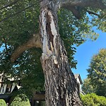Public Trees at 49 Goodnough Rd, Chestnut Hill