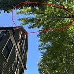 Public Trees at 32 Thorndike St