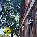 Public Trees at 240 Washington St