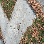 Dead Animals at 28 Upland Rd