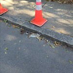 Dead Animals at 54 Cypress St