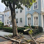 Public Trees at 27 Bowker St