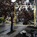 Public Trees at 33 Brook St