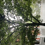 Public Trees at 17 Corey Rd, Brookline 02445