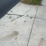 Sidewalk Repair at 72 Sumner Rd