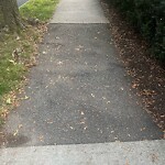 Sidewalk Repair at 50 Sumner Rd