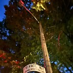 Streetlight at 229 Freeman St