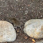 Dead Animals at 353 Walnut St