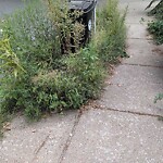 Trash/Recycling at 43 Verndale St