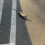 Dead Animals at 1376 Beacon St