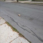 Dead Animals at 129 Thorndike St