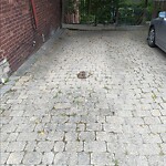 Dead Animals at 139 Winthrop Rd