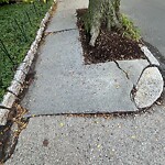 Sidewalk Repair at 68 Harvard Ave Sidewalk Repair at 68 Harvard Ave