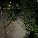 Sidewalk Obstruction at 5 Osborne Rd